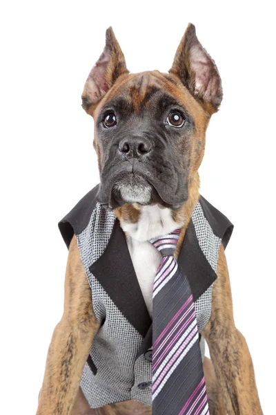 stock image Germany Boxer puppy in tie on a white background