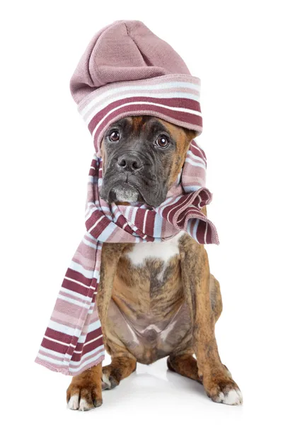 Germany Boxer puppy in warm hat and scarf — Stock Photo, Image
