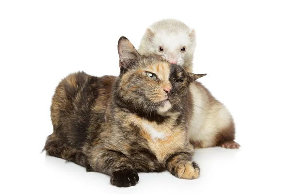 Chat et furet joue sur un fond blanc — Photo