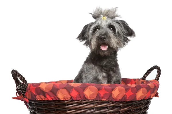 Змішана порода собаки в кошику для вальсу — стокове фото