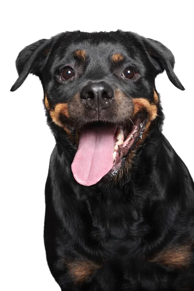 Retrato de um rottweiler de raça pura — Fotografia de Stock