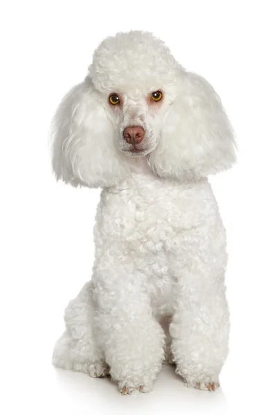 White Toy poodle — Stock Photo, Image