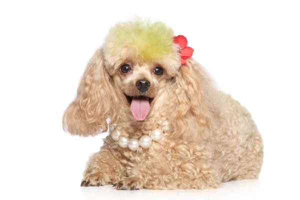 Charming apricot poodle with beads — Stock Photo, Image