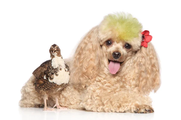 Charmoso poodle de damasco com pássaro — Fotografia de Stock