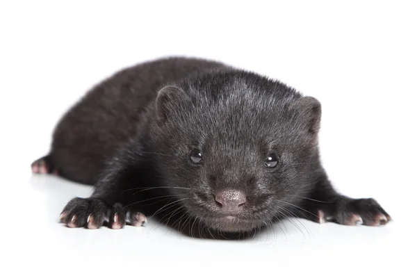 American Mink 1 month — Stock Photo, Image