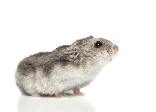 Asiatiska hamster på vit bakgrund — Stockfoto