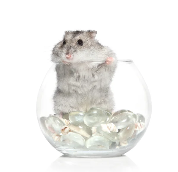 Asiatische Hamster auf weißem Hintergrund — Stockfoto
