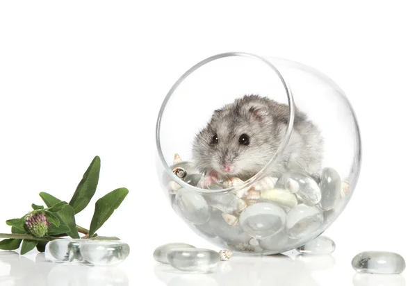 Asian hamster on white background — Stock Photo, Image