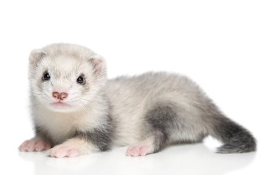 Baby ferret on a white background clipart