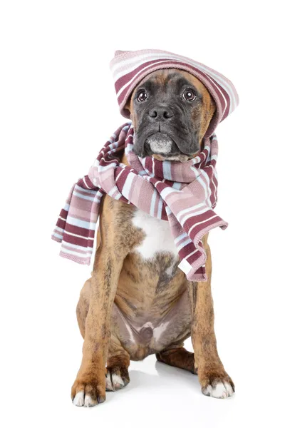 德国拳击手小狗在温暖的帽子和围巾 — 图库照片