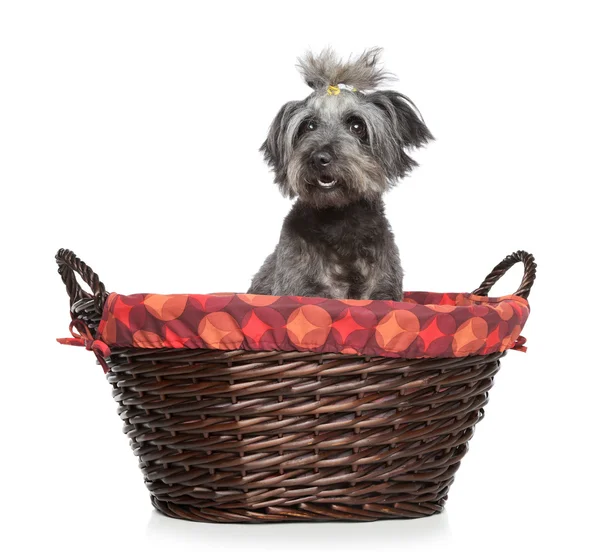 Lhasa Apso dog sitting in basket — Stock Photo, Image