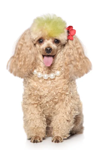 Charmoso poodle de damasco com contas — Fotografia de Stock