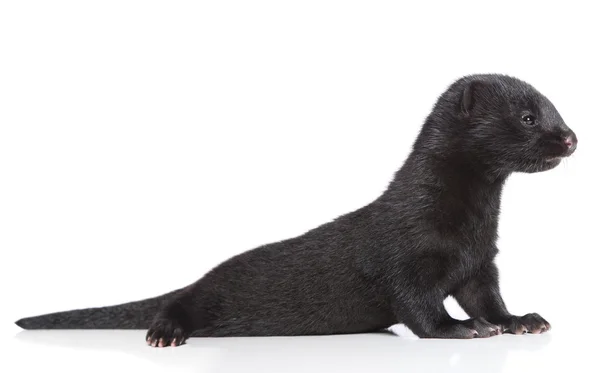 stock image American Mink 1 month