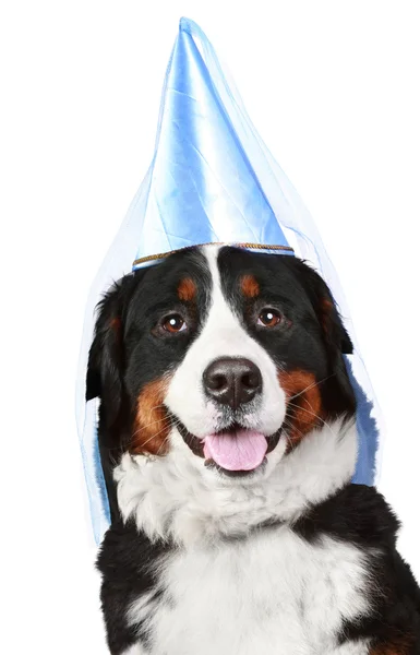 Bernese mountain dog in party cone — Stock Photo, Image