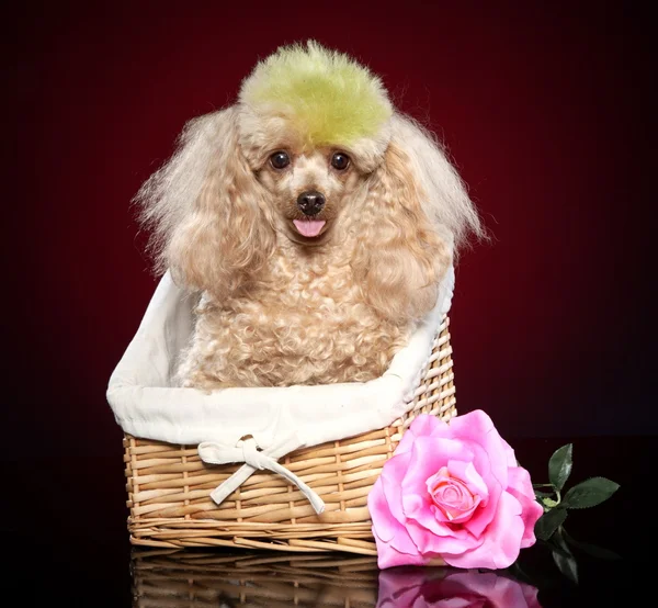Apricot poodle in wicker basket — Stock Photo, Image