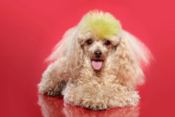 Βερίκοκο poodle σε κόκκινο φόντο — Φωτογραφία Αρχείου