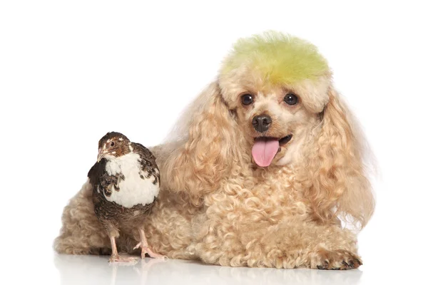 Apricot poodle with quail — Stock Photo, Image