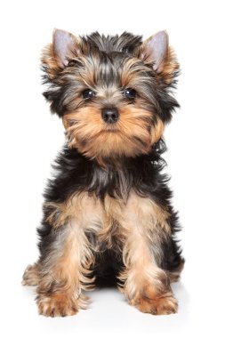 Yorkshire terrier close-up portrait clipart