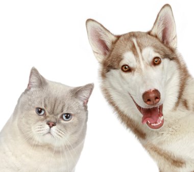 İngiliz kedi ve husky köpek. yakın çekim portre.