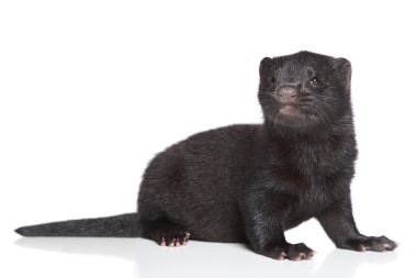 American Mink 1 month clipart