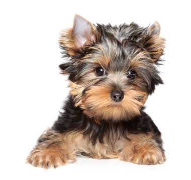 Yorkshire terrier close-up portrait clipart