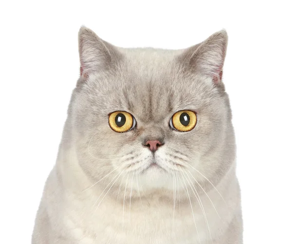 Gato britânico. Retrato de close-up — Fotografia de Stock