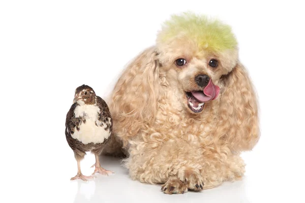 Charming apricot poodle with bird — Stock Photo, Image