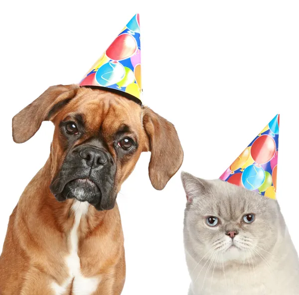 German Boxer and cat in party cone — Stock Photo, Image
