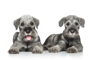 Standart schnauzer kukla