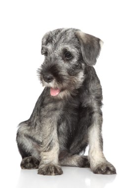 Standart schnauzer köpek yavrusu