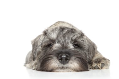 minyatür schnauzer köpek yavrusu. yakın çekim