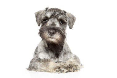 minyatür schnauzer köpek yavrusu