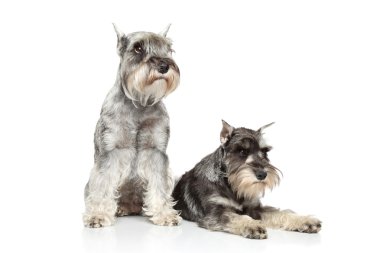 Two Miniature schnauzer on white background clipart