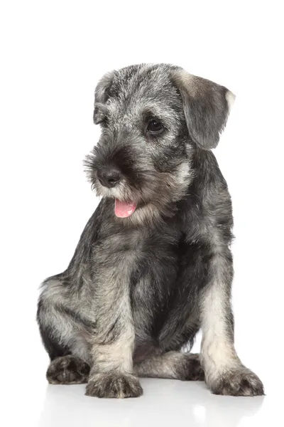 Standard schnauzer puppy — Stock Photo, Image