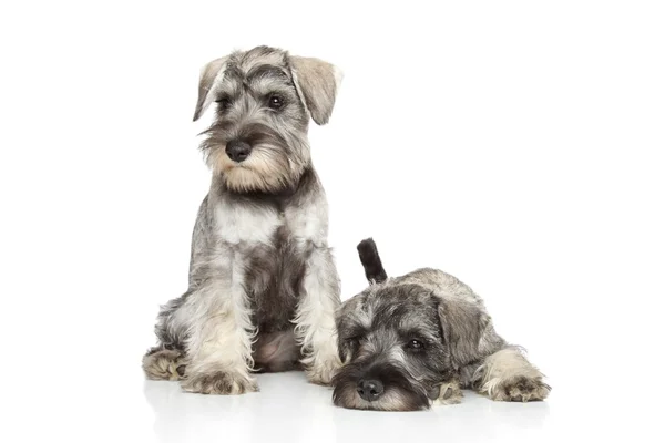 Dwergschnauzer puppy's op witte achtergrond — Stockfoto