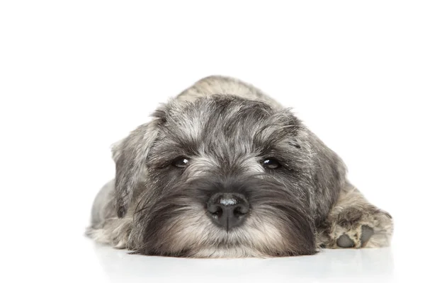 Minyatür schnauzer köpek yavrusu. yakın çekim — Stok fotoğraf