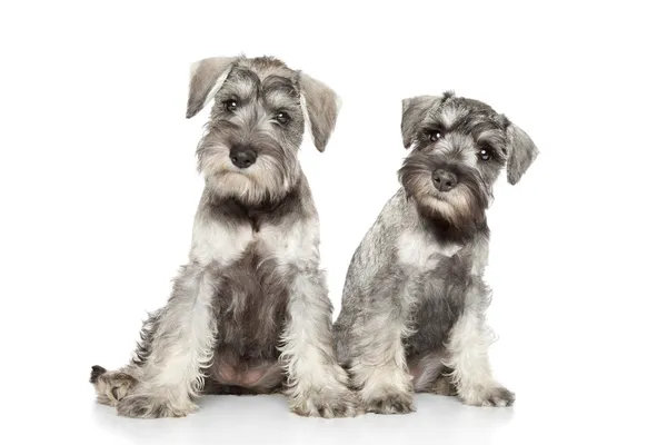 Dwergschnauzer puppy's op witte achtergrond — Stockfoto