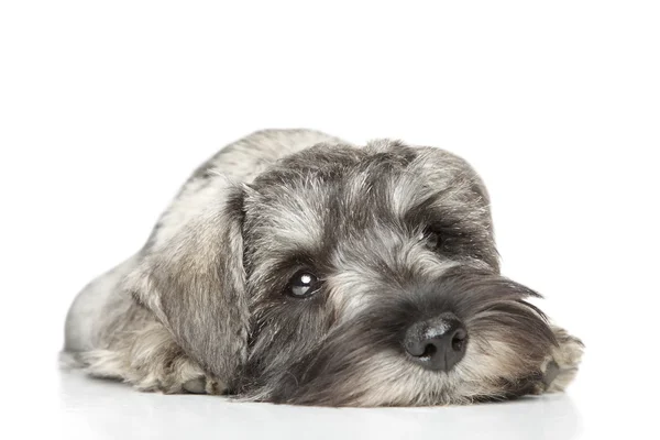 Cachorrinho Schnauzer em miniatura. Close-up — Fotografia de Stock