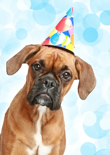 German Boxer puppy in party cone — Stock Photo, Image
