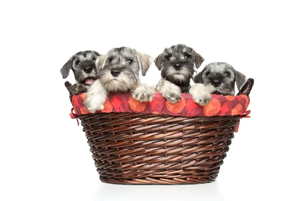 Miniature and standard schnauzer puppies in basket — Stock Photo, Image
