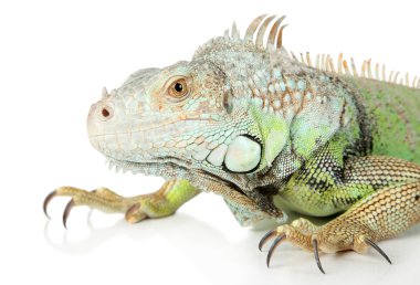 iguana. beyaz zemin üzerinde yakın çekim portre