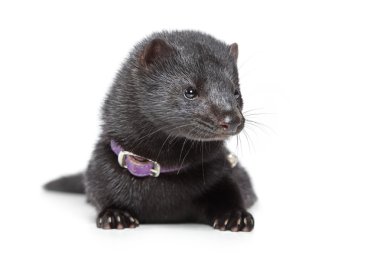 American mink on white background clipart