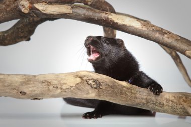 American mink crawls on branches clipart