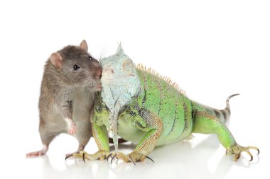Iguana with rat together on a white background clipart
