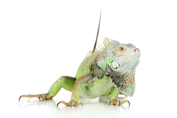 Iguana su sfondo bianco — Foto Stock