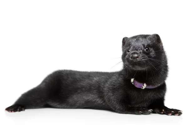 stock image American mink on white background