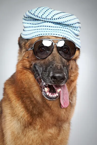 Schäferhund mit dunkler Sonnenbrille. Lustiges Porträt — Stockfoto