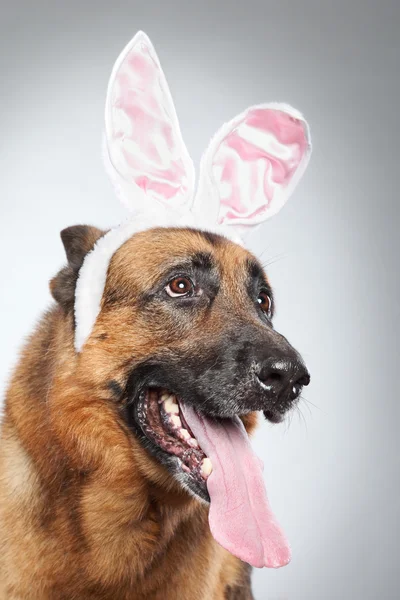 German shepherd in rabbit ears. Funny portrait — Stock Photo, Image