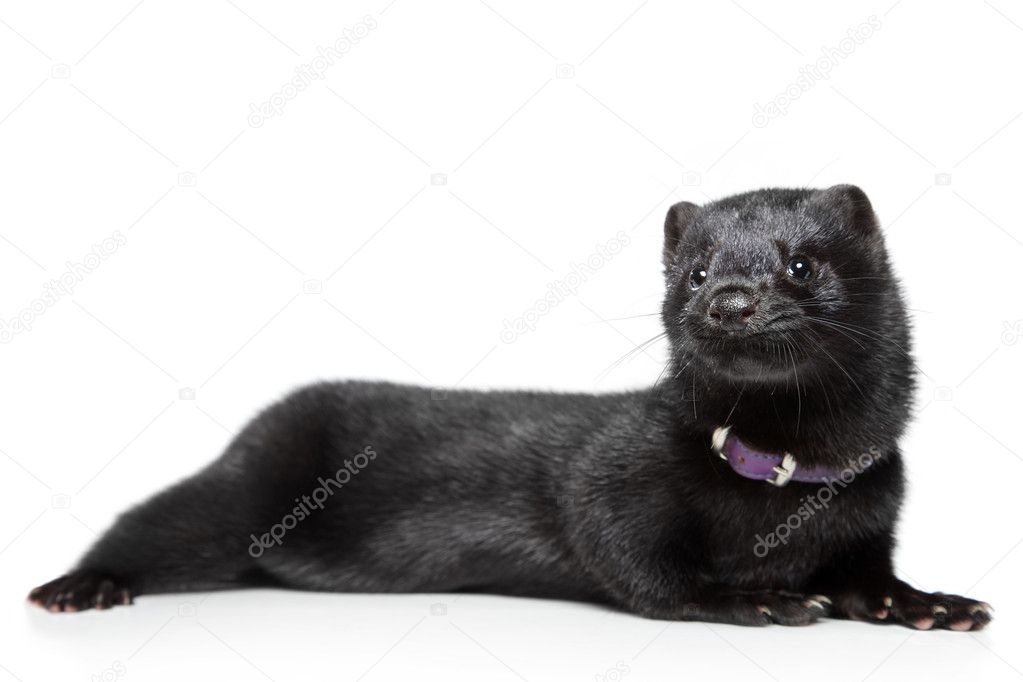 American mink on white background — Stock Photo © FotoJagodka #6470930