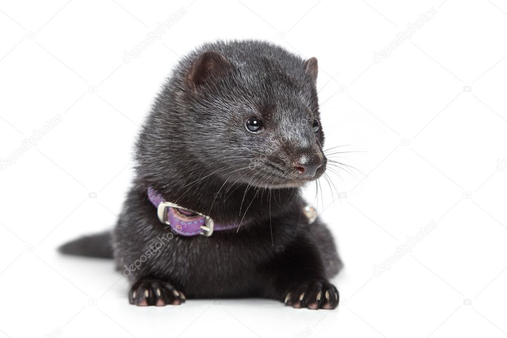 American mink on white background